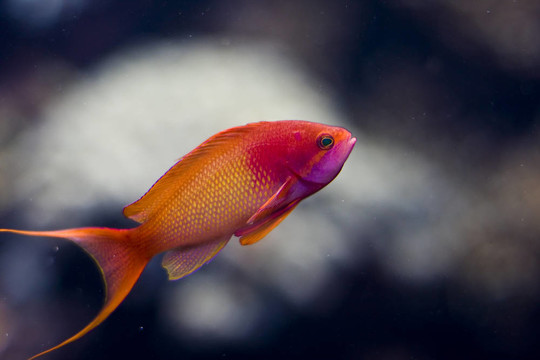 紅色的魚