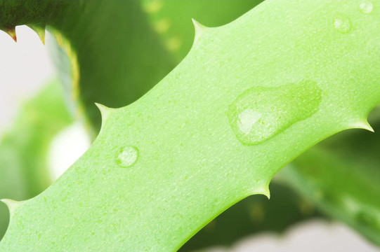 Aloe vera葉