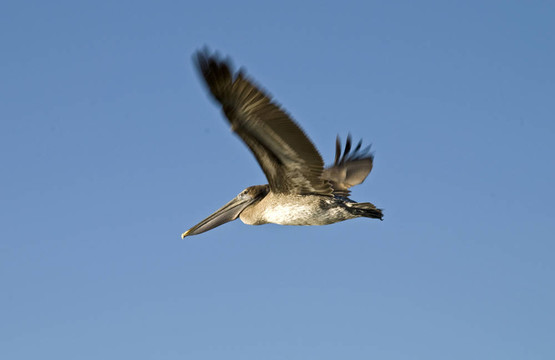 Brown pelican在飛行中