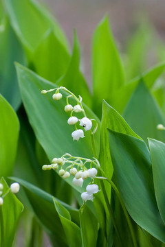 山谷的百合花