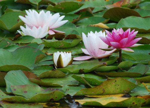 水百合