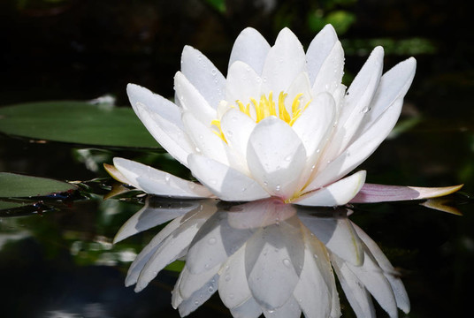 白蓮花