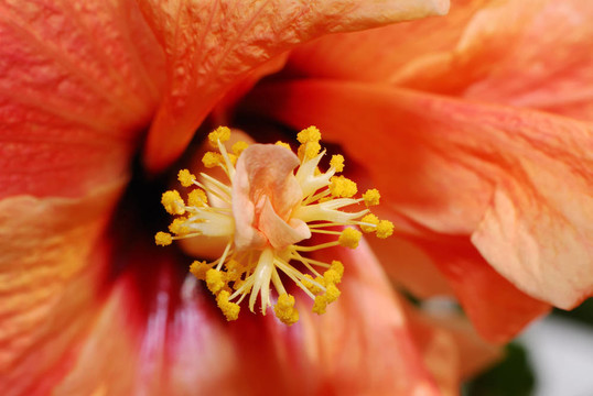 橙色的芙蓉