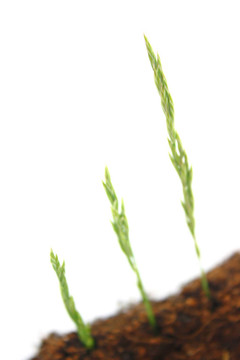 草