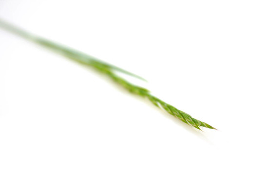 草