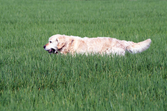 金毛獵犬