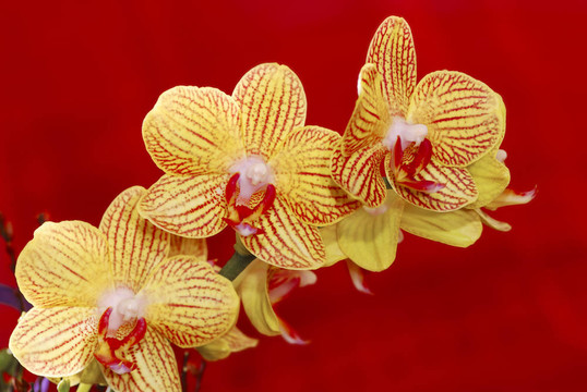 蘭花花