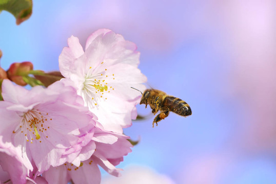 在粉色的樱花的蜜蜂