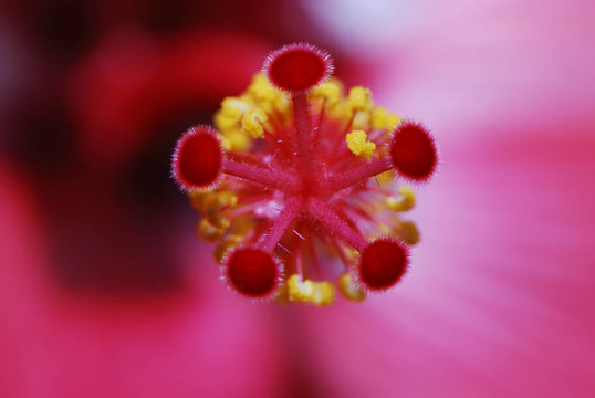 木槿