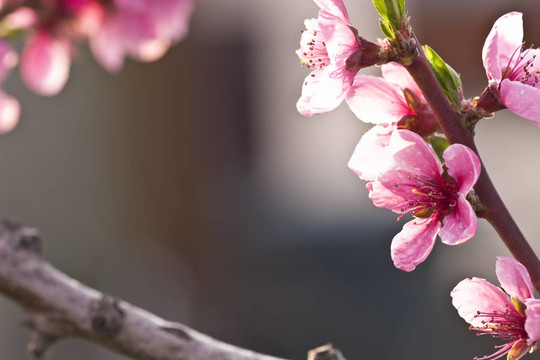 桃花