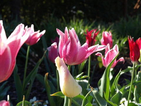 郁金香花圃