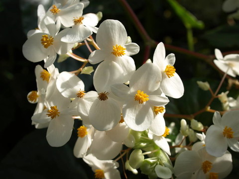 白蘭花