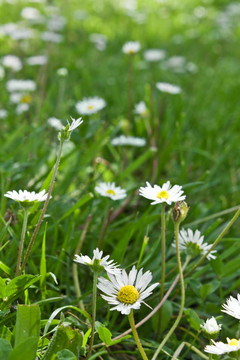 dasies