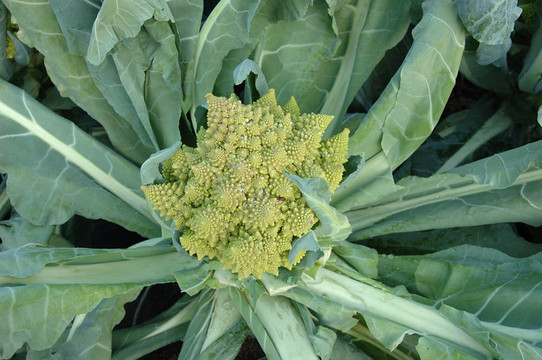 綠菜花