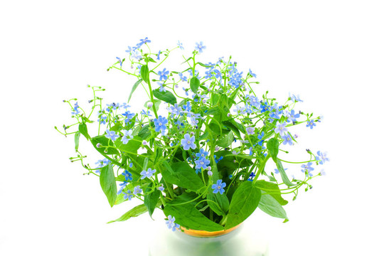 忘記我沒(méi)有的花束