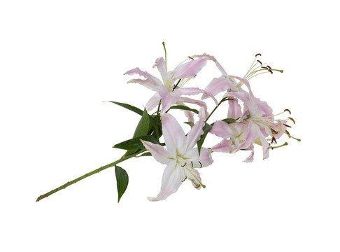 粉色和白色的百合花