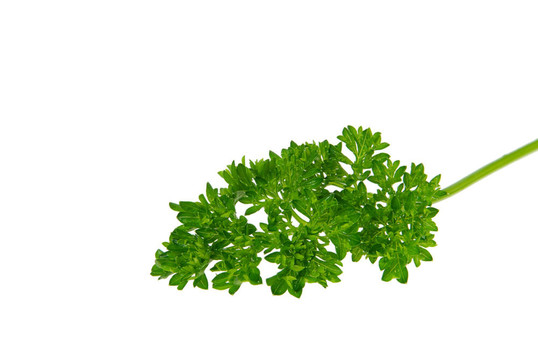 香菜10