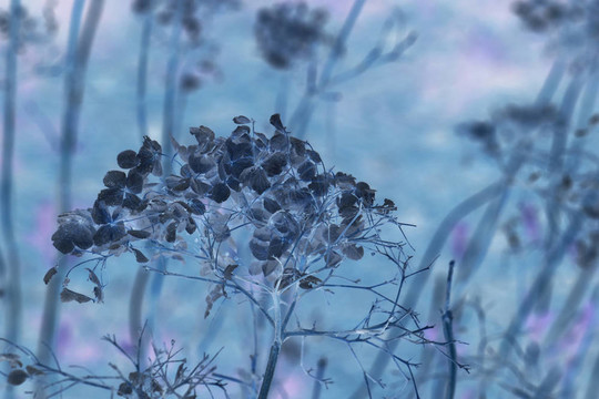 藍(lán)色的干花