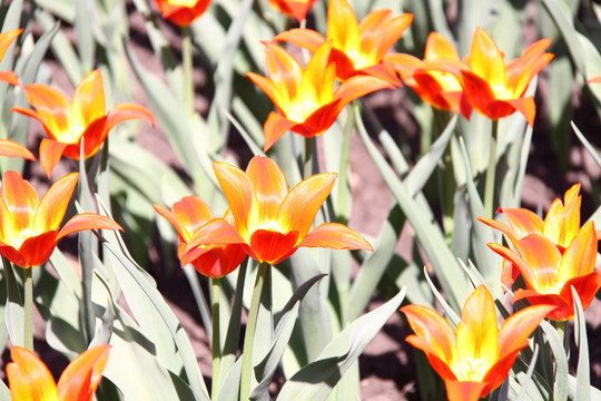 明亮的橙色tullips