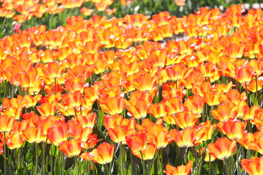 明亮的橙色tullips