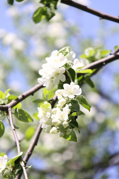 蘋果花