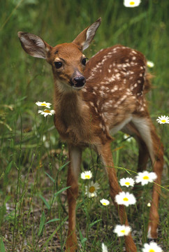 Whitetail Fawn在雛菊