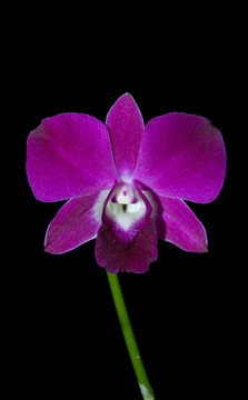 夜蘭花梗