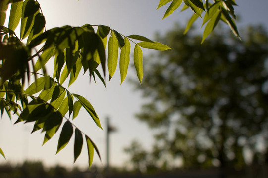 背面點(diǎn)燃Willow Tree葉