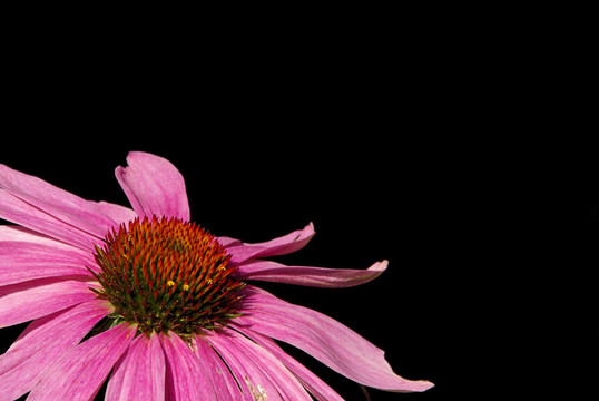 紫Coneflower 21