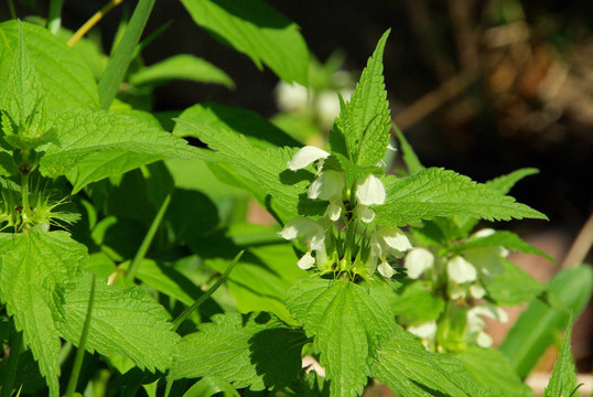 deadnettle 01