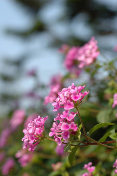 紫色的小花