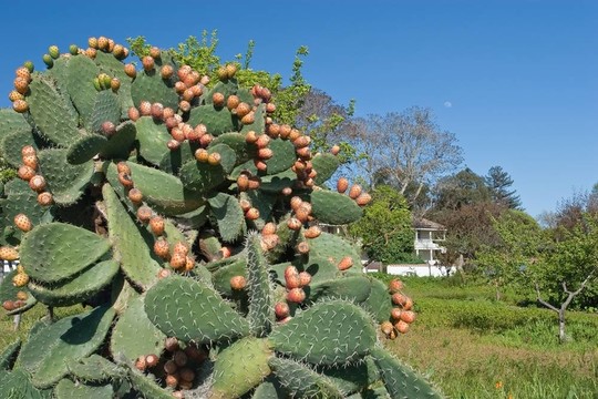 仙人掌