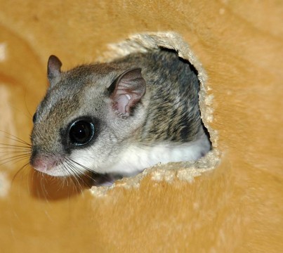 飛鼠