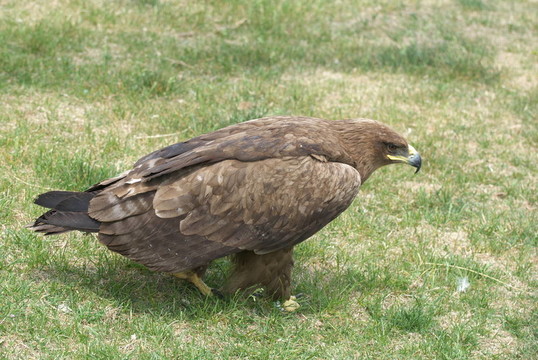 鷹