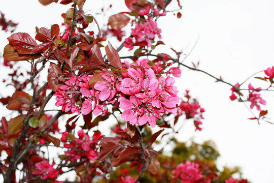 櫻桃樹開花