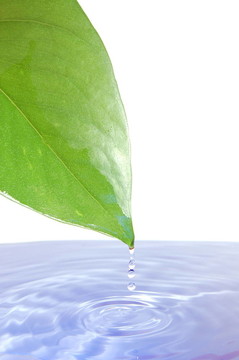葉水