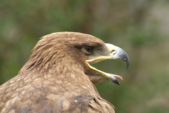 鷹
