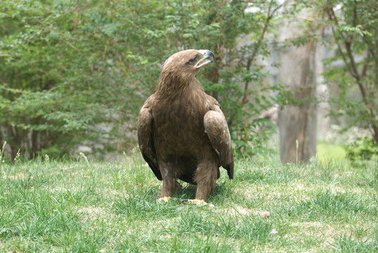 鷹