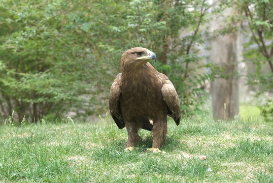 鷹