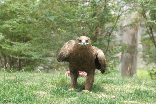 鷹