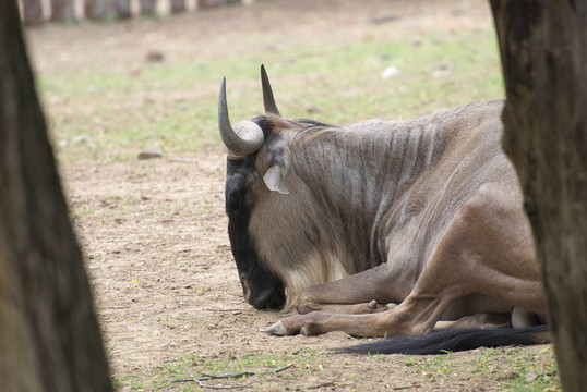 GNU