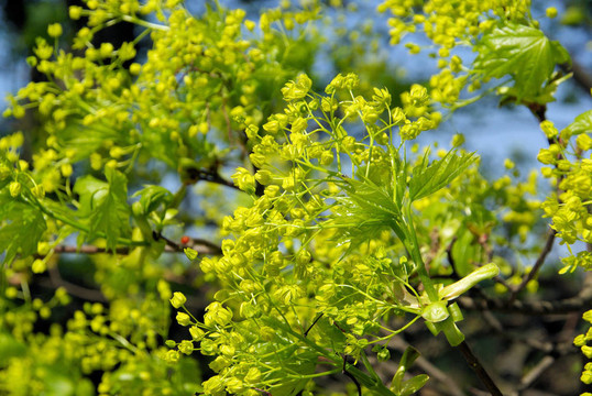 楓樹開花02