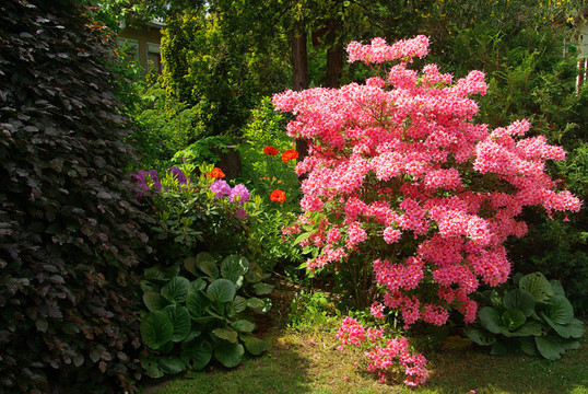 azalea 15