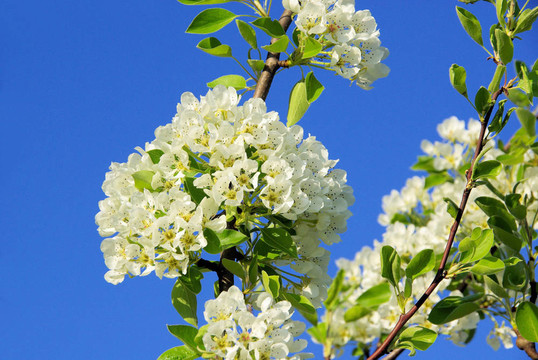 梨樹開花22