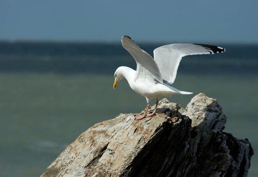海鷗