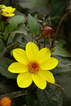 Dahlia 10