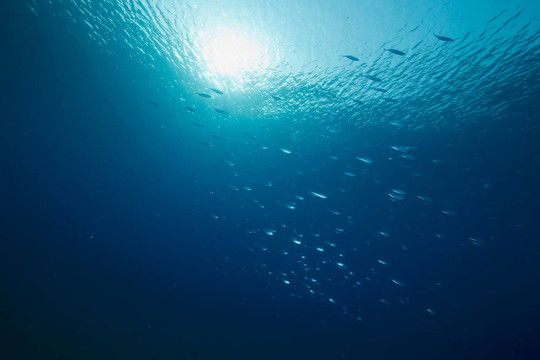 海洋；太陽(yáng)與魚