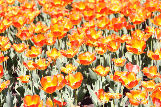 明亮的橙色tullips