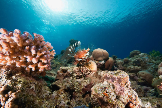 海洋；太陽和獅子魚