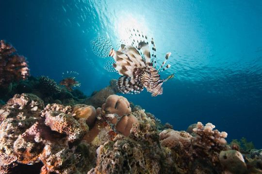 海洋；太陽和獅子魚